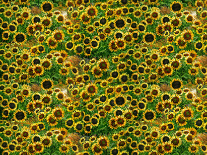Sunflowers Cotton W43